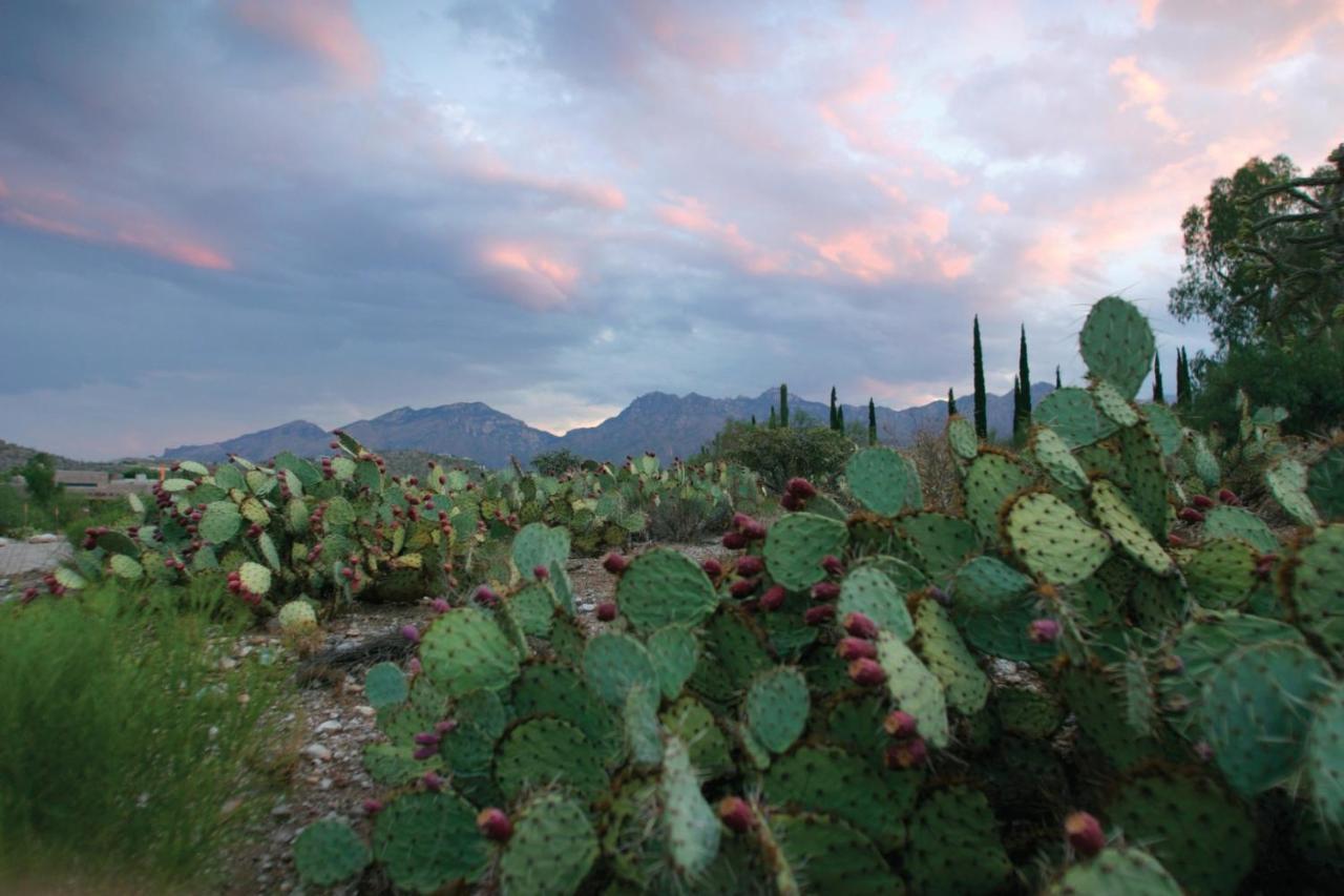 Canyon Ranch Tucson Mount Lemmont Luaran gambar